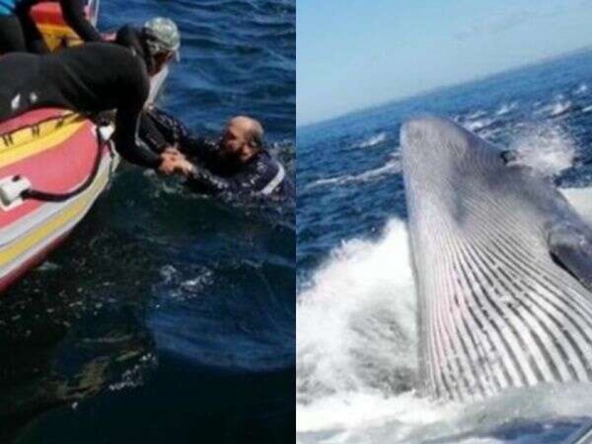Man overboard from cruise ship whale almost swallows him video viral | VIDEO : व्हेलने मारली अशी जोरदार टक्कर, बोटमधून व्यक्ती समुद्रात पडली आणि मग....