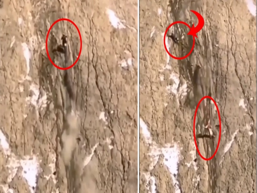 Man climbed the mountain at a high speed dangerous accident happened by going up watch full video | VIDEO : Biker ने वेगाने डोंगरावर चढवली बाइक, वर जाऊन झाला खतरनाक अपघात आणि....