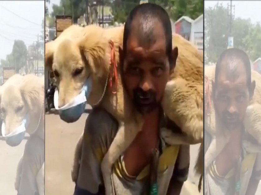 Viral video of dog wearing a mask man took the dog on his shoulder | VIDEO : कुत्र्याला मास्क लावून खांद्यावर बसवलं, म्हणाला 'स्वत: मरेन, पण...'