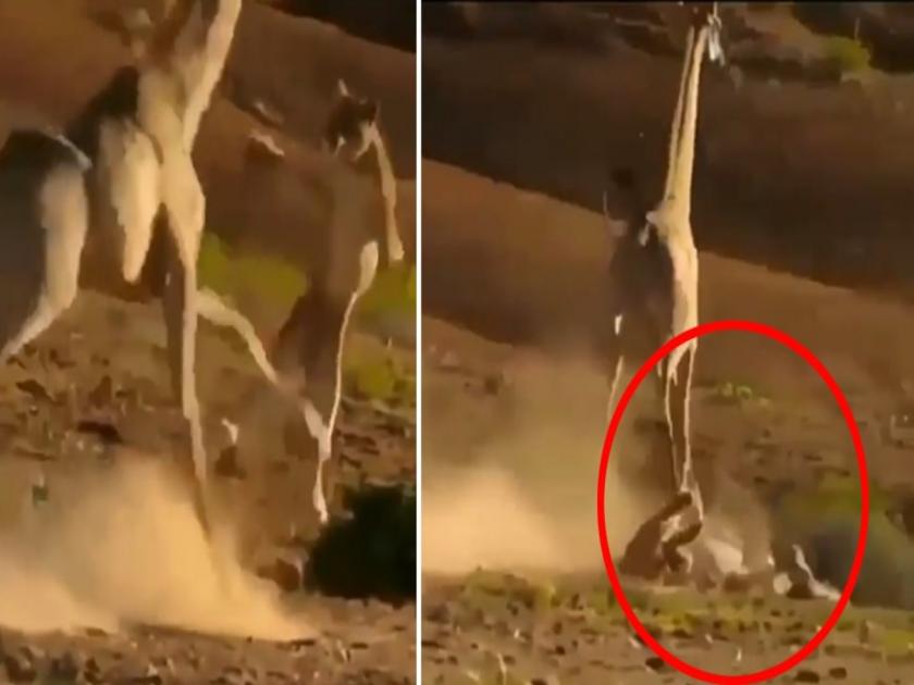 Viral video of lion attacked by giraffe while running sensational video goes viral on internet | VIDEO : शिकारीच्या तयारीत असलेल्या वाघाला जिराफाकडून दे धक्का, अशी केली धुलाई की बघतच रहाल!