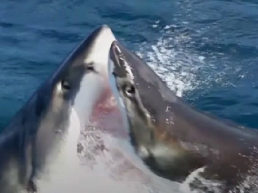 Two shark fight rare video goes viral | दोन शार्कमध्ये शिकारीवरून झालं भांडण, खतरनाक व्हिडीओ व्हायरल...