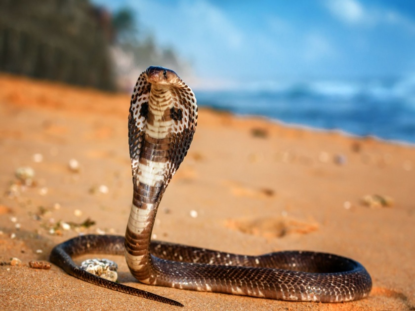 Chinese man buys detoxified cobra to pet it but almost gets killed after the snake bites him | घ्या! पाळण्यासाठी ऑनलाईन ऑर्डर केला होता किंग कोब्रा, घरी आल्यावर जे झालं ते वाचून अवाक् व्हाल...