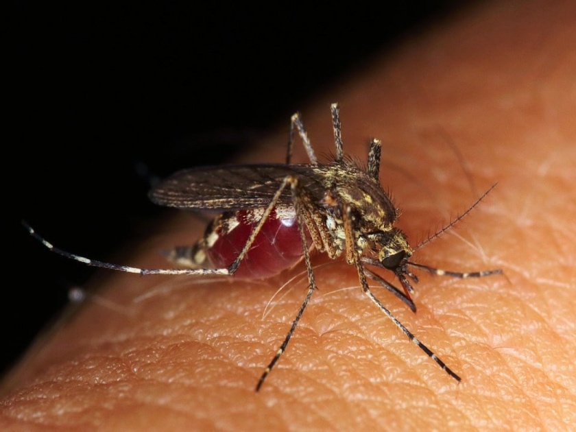 Know why mosquito drinks human blood | अखेर डास मनुष्यांचं रक्त का पितात? जाणून घ्या हैराण करणारं कारण...
