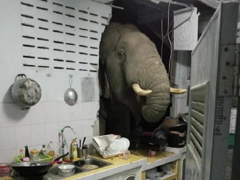 Watch photo of wild hungry elephant who entered in kitchen after breaking wall to find food in Thailand house | रात्री घरात येत होते अजब आवाज, बघितलं तर भींत तोडून घरात शिरला होता हत्ती!