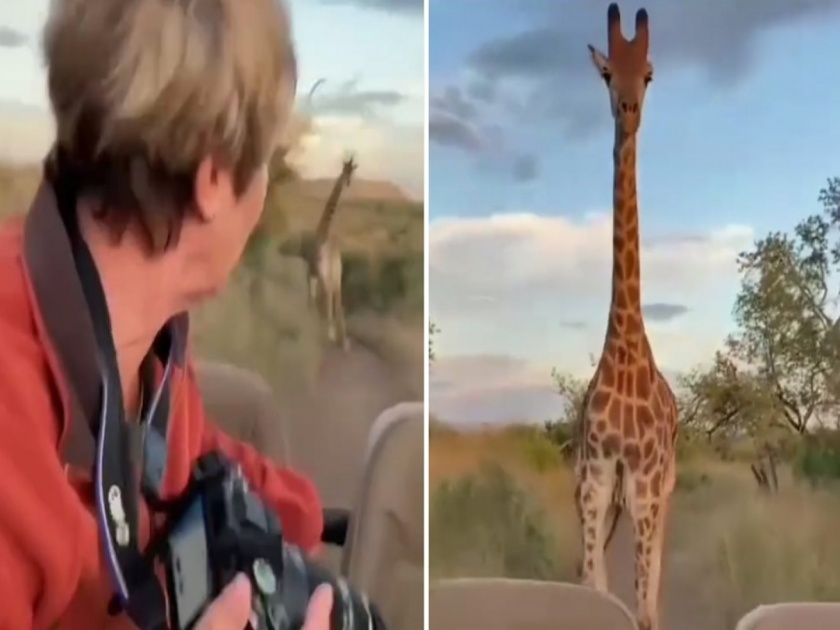 Viral video woman was taking a photo then giraffe following them | Viral Video : फोटो काढत होती महिला, तेव्हाच १८० च्या स्पीडने जिराफ लागला मागे आणि मग..