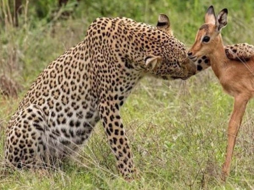 Leopard and baby impala pic goes viral people are in shock | हरणाच्या पाडसासोबतचा बिबट्याचा फोटो व्हायरल, बघून विचार कराल - नेमकं सुरू काय आहे!