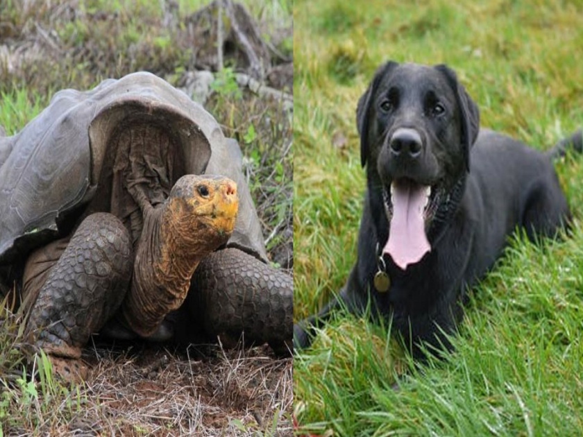 Groom demands tortoise with 21 toenails, black labrador as dowry in Aurangabad Maharashtra | काय सांगता! नवरदेवाने हुंड्यात मागितलं २१ नखी कासव आणि काळा कुत्रा, पोलिसात तक्रार दाखल