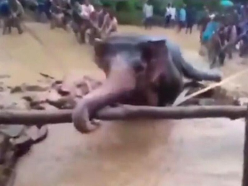 elephant fallen in pit, villagers rescued elephant, video goes viral | अखेर वाचवलेच! खड्ड्यात पडलेल्या हत्तीचा 'हा' थरारक व्हिडिओ पाहुन तुम्ही गावकऱ्यांचे कराल कौतूक
