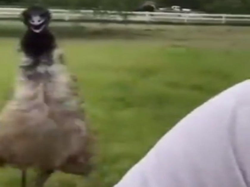 The ostrich was running behind the man, people said run fast, video goes viral | शहामृग लागला मागे, व्हिडिओ काढणाऱ्याची पळता भुई झाली थोडी, लोक म्हणाली, भाग मिल्खा भाग!