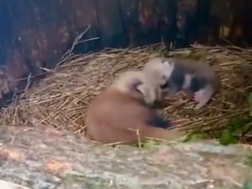 cuteness overloaded! Darjeeling zoo, padmaja naidu himalayan zoological park welcomes two red panda cubs | नुकतेच जन्माला आले हे दोन रेड पांडा, दिसतायत इतके गोड की तुम्ही म्हणाल....क्युटनेस ओव्हरलोडेड!