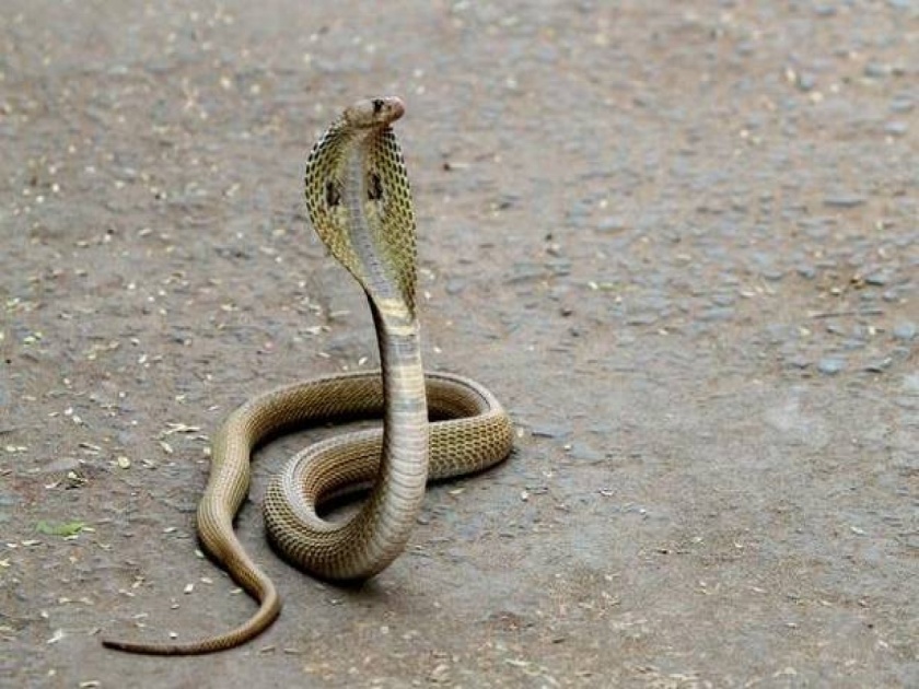 Shocking! When young boy wrapped snake on neck snake bites him | Shocking! साप गळ्यात गुंडाळून खेळत होता, मित्र बनवत होते व्हिडीओ आणि मग...