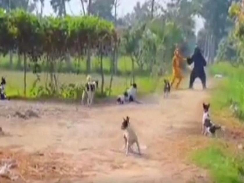 two men wore Tiger and Bear dress trying to scare dogs video went viral on social media | अस्वल आणि वाघ बनून कुत्र्यांना गेले घाबरवायला, कुत्र्यांनी असा धडा शिकवला की...