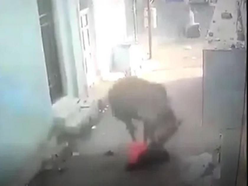 bull attack on woman in gujrat jamnagar video goes viral on social media. cctv footage | बैलाने महिलेलाल पायाखाली अक्षरश: तुडव तुडव तुडवलं, व्हिडिओ पाहुन तुमचा होईल थरकाप