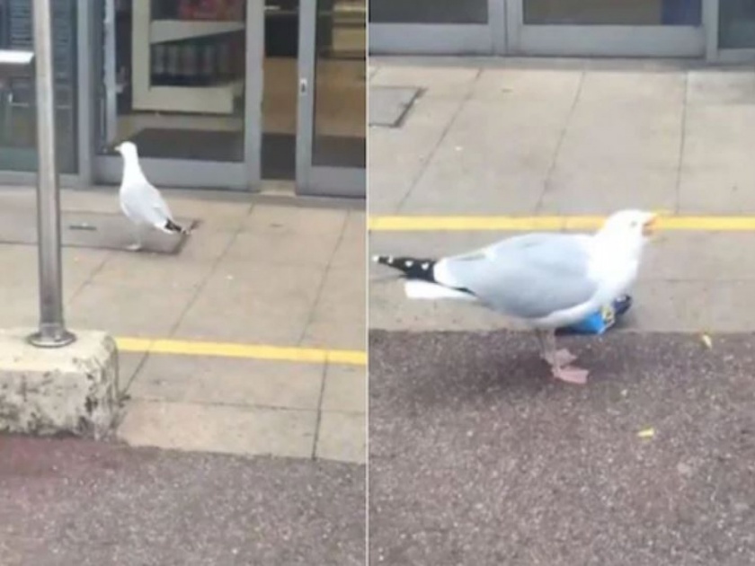 bird seagull goes into the store and steals chips packet, video goes viral on social media | फक्त ४७ सेकंदात या पक्षानं केली मॉलमधनं चोरी, एखाद्या सराईत चोरासारखा आता शिरला अन्....