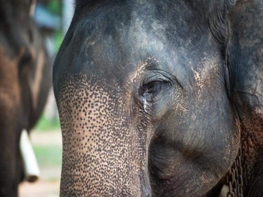 elephant carrying her dead calf in trunk video goes viral on social media | मृत पिल्लाला सोंडेत घेऊन बराच वेळ तशीच फिरत राहिली हत्तीण, घटनेचा व्हिडिओ पाहुन अश्रु होतील अनावर