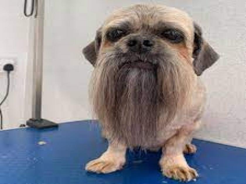 dapper dog famous for his floor length long length beard | या कुत्र्याला पाहुन हँडसम पुरुषही जळतात, दाढी इतकी लांब आणि स्टाईलिश की पाहताच प्रेमात पडाल