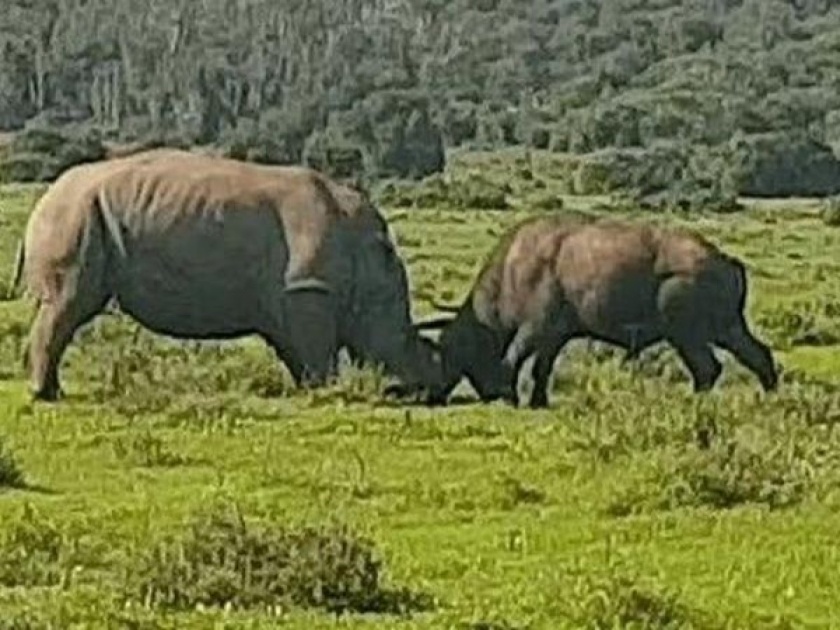 Rhino and buffalo fight video goes viral you will shock | VIDEO : जंगली रेड्याने घेतला खतरनाक गेंड्यासोबत पंगा, मग जे झालं ते बघाच....