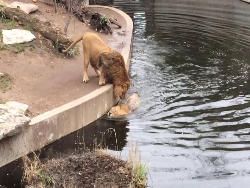 lion falls in water while walking video goes viral | जंगलाच्या राजाचा सटकला पाय अन् पडला थेट पाण्यात, त्यानंतर जे झाले ते पाहुन बसेल धक्का...