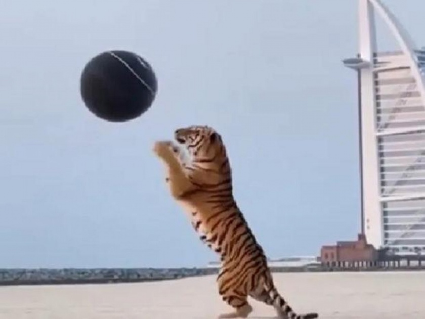 Dubai tiger used for gender reveal to do a stunt video went viral netizens angry | दुबईत वाघाचा उपयोग 'जेंडर रिव्हिल' साठी, व्हिडिओ पाहुन नेटकरी भडकले; कारवाईची मागणी
