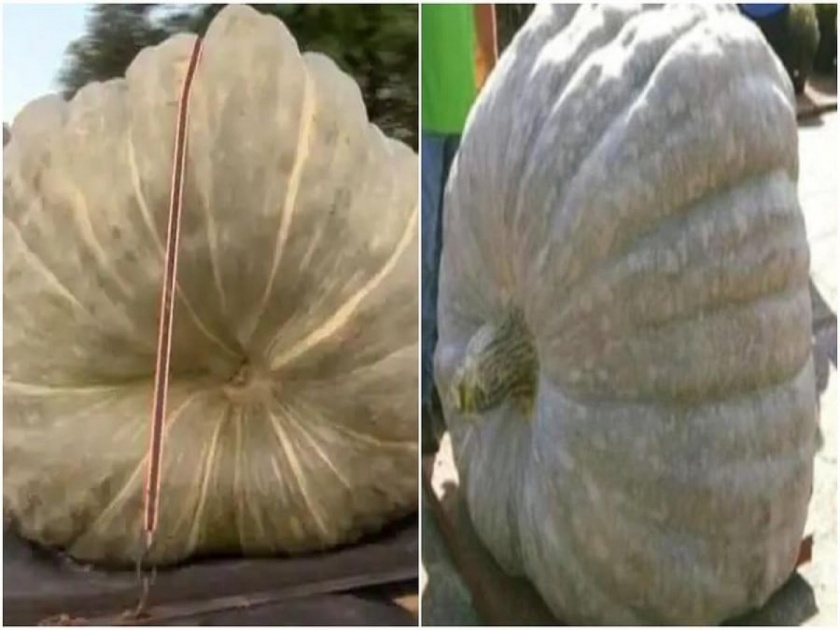 US farmer grew ten quintal pumpkin world record people were shocked after see their weight | इथे शेतकऱ्यांनी घेतलं १० क्विंटल वजनाच्या भोपळ्याचं उत्पादन, नवा वर्ल्ड रेकॉर्ड कायम