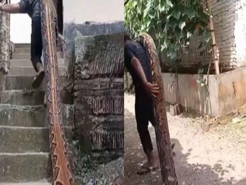 Viral Video show a man carrying 15 feet long python on his shoulder | VIDEO : १५ फुटाहून लांब अजगराला खांद्यावर ठेवून घेऊन गेला, व्हिडीओ पाहून व्हाल हैराण