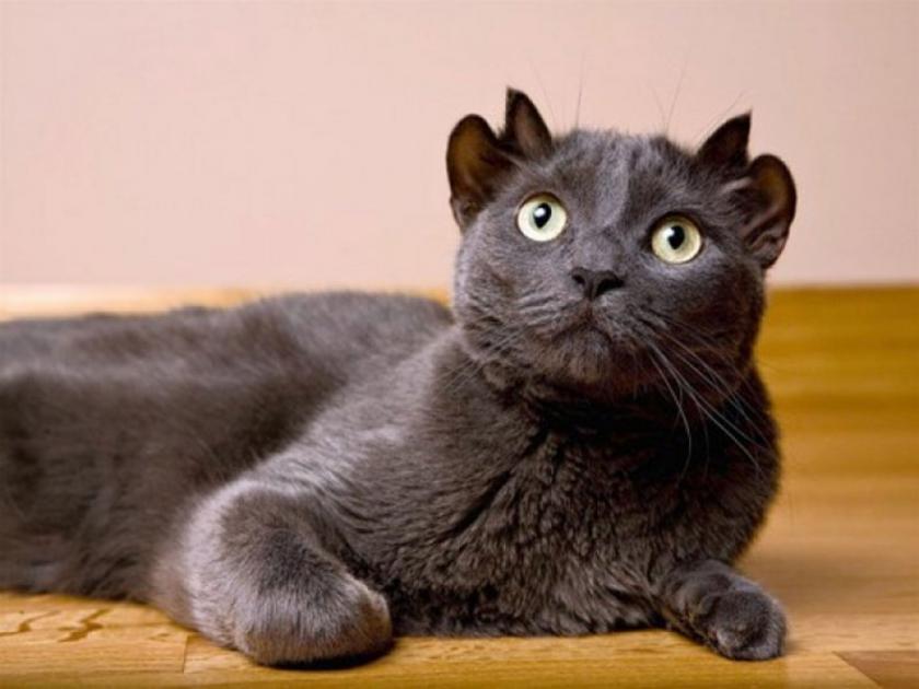 Viral : Cat with 4 ears born in Turkey adopted by Turkish woman viral cat | ४ कानांची मांजर पाहून अवाक् झाले लोक, नवं घर मिळाल्याने सोशल मीडियावर आनंदाची लहर