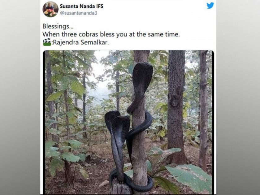 Three cobra found together in Melghat jungle maharashtra photo goes viral | अद्भुत! झाडावर फणा काढून एकत्र बसलेले दिसले तीन कोब्रा, फोटो बघून फुटला लोकांना घाम...