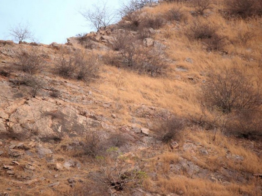Can you spot leopard in this photo leopard was so perfectly hidden in hills | 'या' फोटोत लपून बसला आहे एक बिबट्या; भलेभले शोधून थकले, तुम्हीही ट्राय करा!