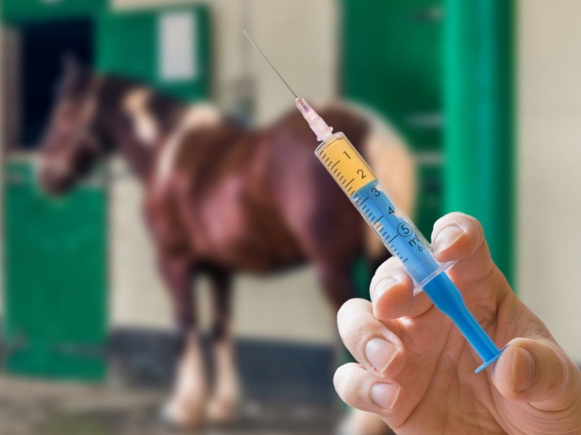 Australian veterinary lady doctor inject horse tranquillizer to friends as drugs | अरे देवा! महिला डॉक्टरने मित्रांना दिलं घोड्यांना कंट्रोल करण्याचं इंजेक्शन, महागात पडली नशेची सवय