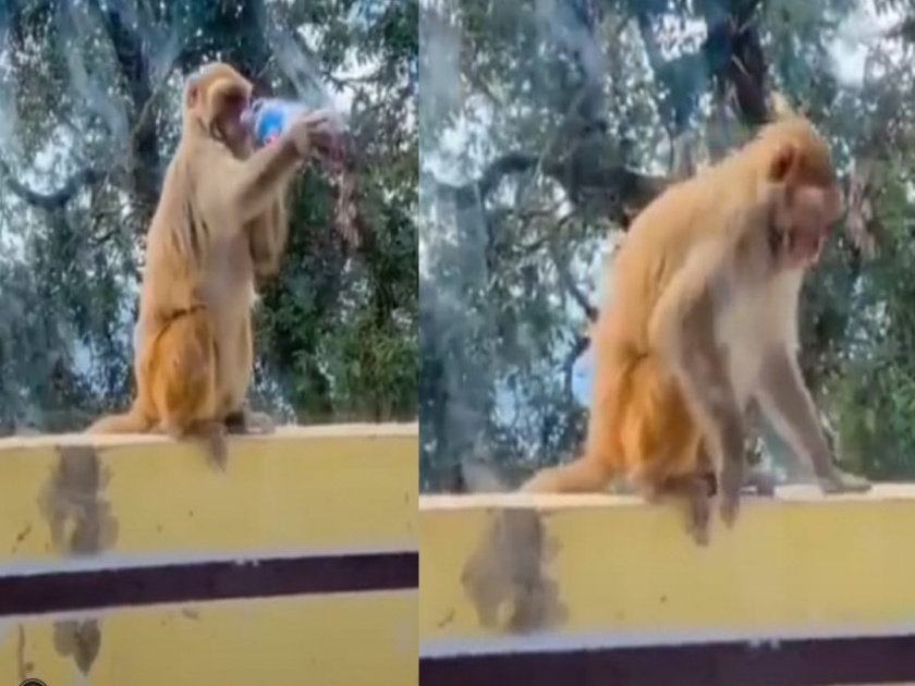Video : After taking a sip of cold drink monkeys mind got tingling | VIDEO : कोल्ड ड्रिंकचा एक घोट पिताच माकडाला बसला झटका, एक्सप्रेशन पाहून पोट धरून हसाल