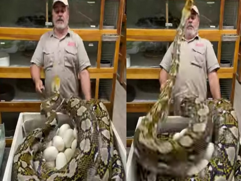 Video : Man was trying to touch pythons eggs then see how the giant attacked | VIDEO : अजगराच्या अंड्याला स्पर्श करण्याचा करत होता प्रयत्न, मग झालं ते बघून उडेल थरकाप
