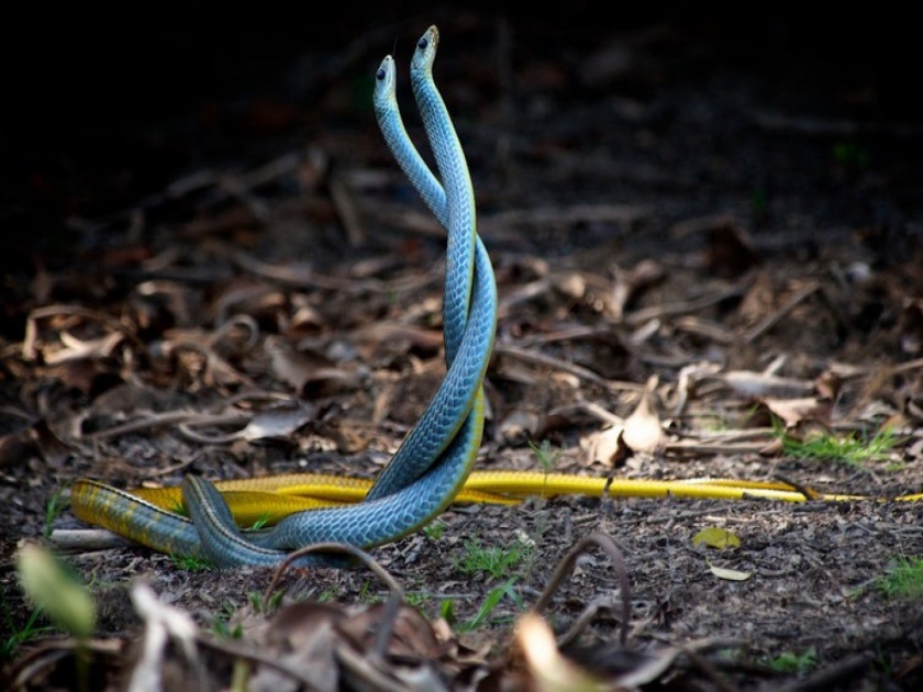 two snake dancing video goes viral on social media | सापांना जंगलात डान्स करताया पाहिलंय का? मग हा व्हिडिओ पाहाच, अस्सल नागीन डान्स हाच...