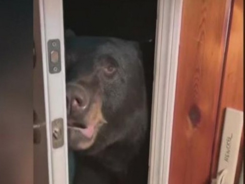 bear closing front door on the request of woman | घरी आलेल्या जंगली अस्वलाला महिलेने दरवाजा लावायला सांगितला, अन् पुढे असं घडलं की...