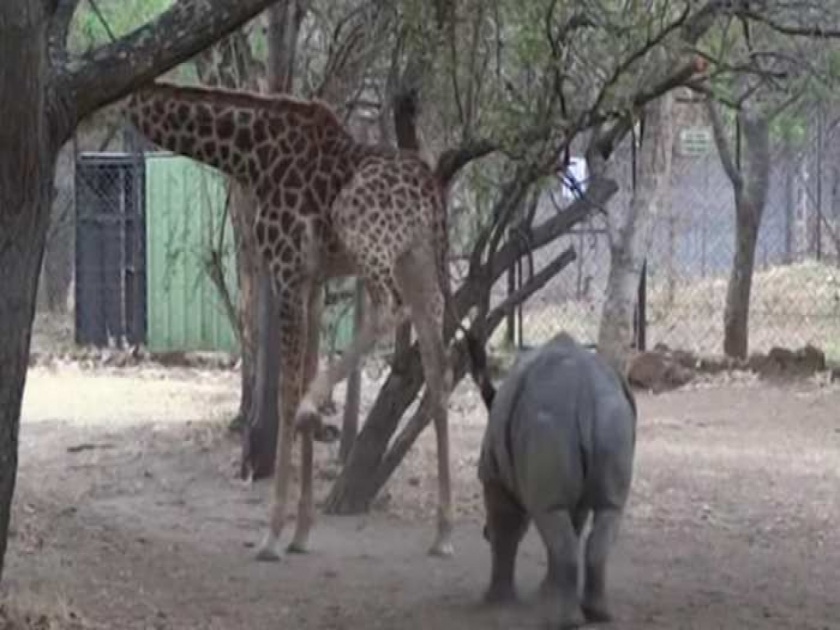giraffe kicks rhino video goes viral on social media | जिराफाला सतवत होता गेंडा, जिराफाने अशी अद्दल घडवली की आयुष्यभर लक्षात ठेवेल