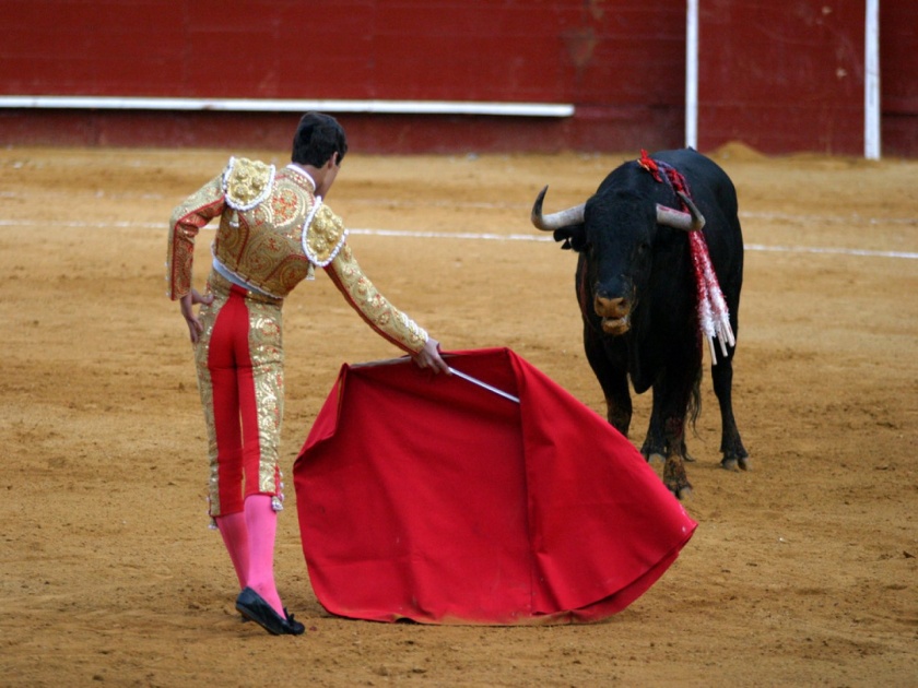 Why does the bull hate red color so much? | वळू लाल रंगाचा कपडा पाहून इतका का चिडतो? आज जाणून घ्या याबाबतचं सत्य....