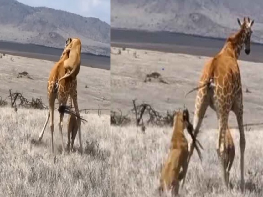 Giraffe got angry when the lioness attacked from behind then made great use of its legs | VIDEO : सिंहीणीने मागून केला हल्ला तर संतापला जिराफ, मग शिकवला असा धडा की....