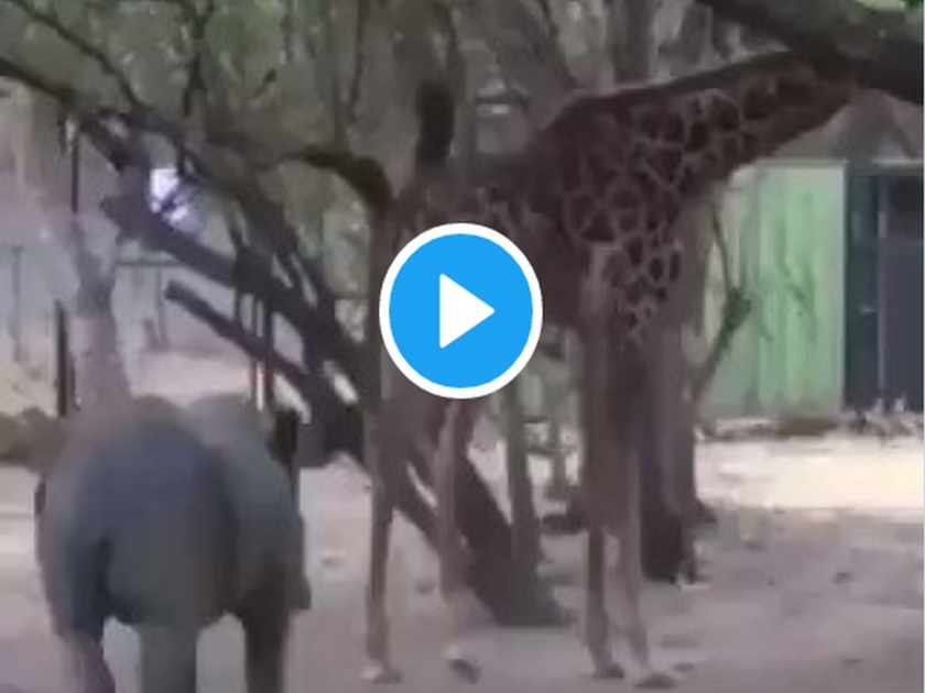 Video: Rhino pierced; ran after giraffe kicks, Video goes viral | Video: गेंड्याने छेड काढली; जिराफाची लाथ बसताच...