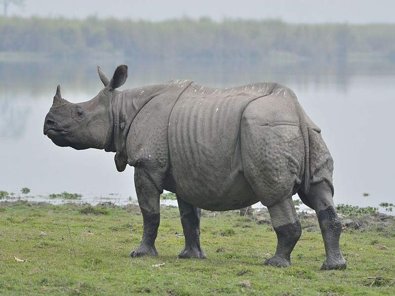Nepal's K P Sharma Oli Gifts A Pair Of One-Horned Rhinos To China | नेपाळच्या पंतप्रधानांनी चीनला दिले एकशिंगी गेंडे