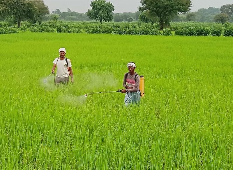 Rice crop in problem in Gadchiroli district | धानपिकावर पुन्हा वाढला रोगाचा प्रादुर्भाव