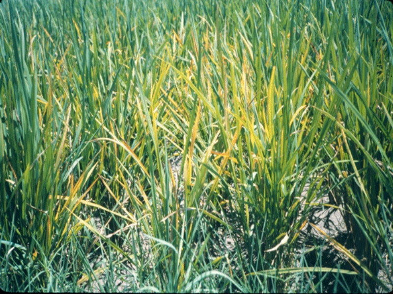 Loss of rice crop worth 12 crore in maval areas | मावळातील १२ कोटींच्या भात पिकाचे नुकसान