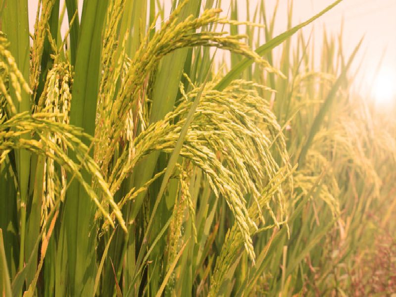 Summer paddy harvest begins in Vikramgad | विक्रमगडमध्ये उन्हाळी भात पीक कापणीला सुरुवात