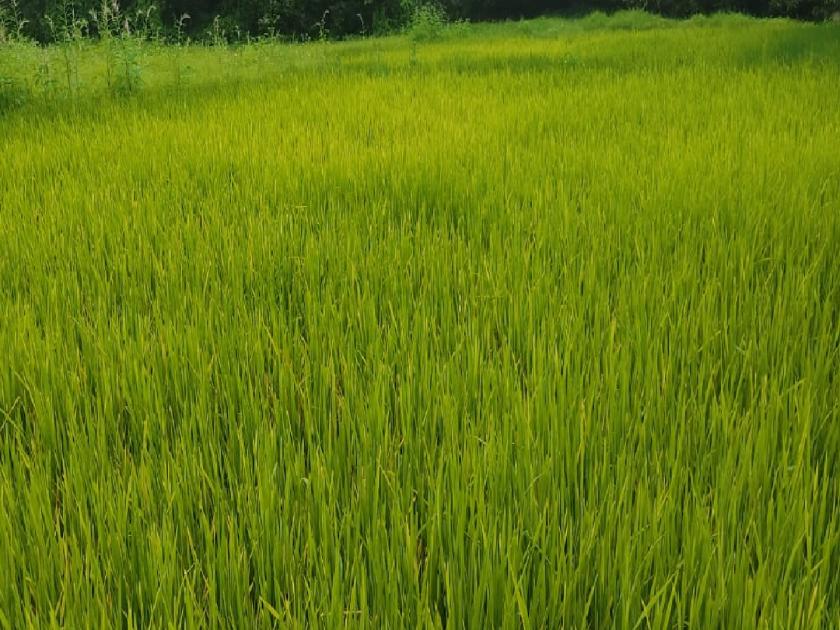 Crops in Ratnagiri district in danger due to lack of rain | Ratnagiri: पावसाअभावी पिके सलाईनवर, शेतकऱ्यांचे स्वप्न करपणार