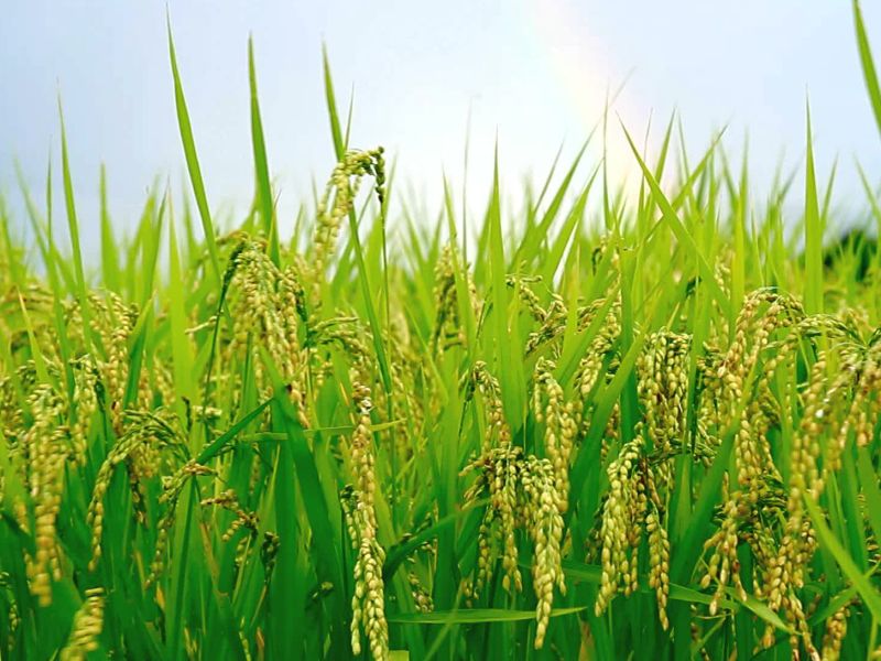 Paddy crisis due to rain; The possibility of decreasing production | पावसाअभावी भातशेती संकटात; उत्पादन घटण्याची शक्यता