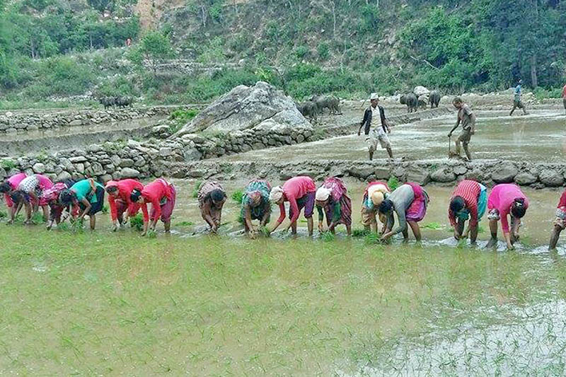 Start of Rath Yavani in Nashik area | नाशिक परिसरात भात पेरणी प्रारंभ