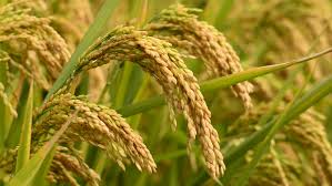 In the country, rice production in the country is about 15 million tonnes | देशात यंदा तांदळाचे साडेनऊ कोटी टन उत्पादन