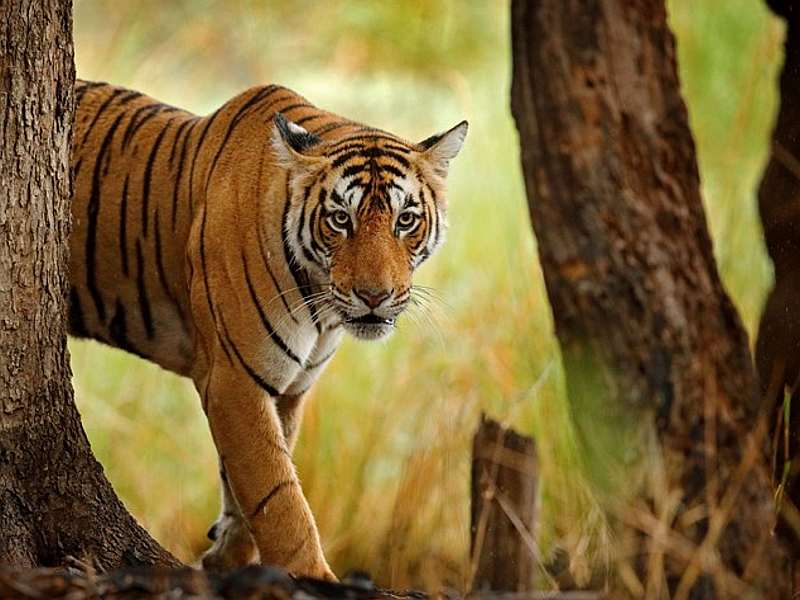 The number of males and females of the project-wise tigers will be known | प्रकल्पनिहाय वाघांच्या नर-मादींची संख्या कळणार