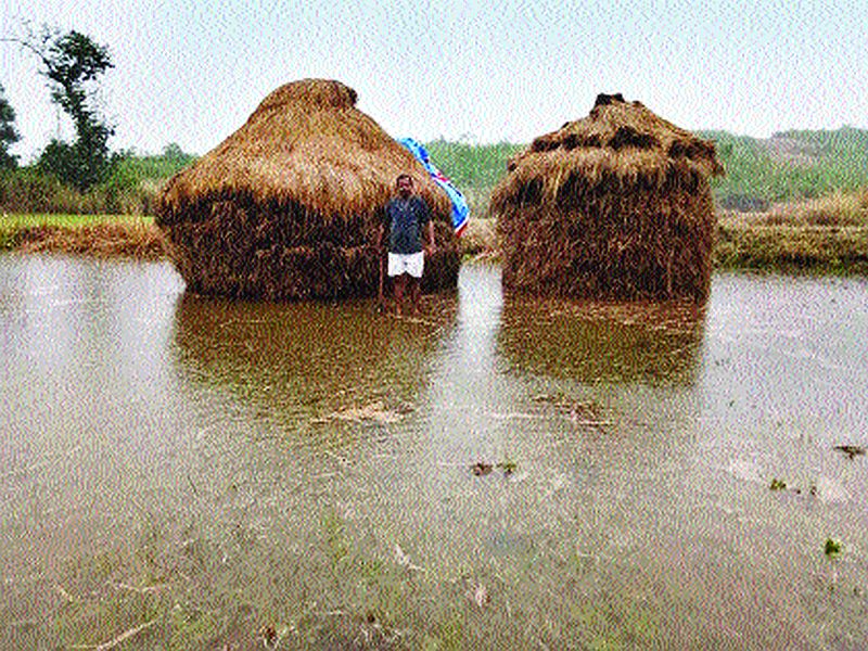 Stormy rain hits rice fields palghar | वादळी पावसाचा भातशेतीला तडाखा