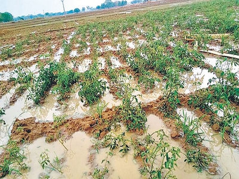 Farmer dies of heart attack after crop down under rain water in beed | हातचे पीक गेल्याच्या धसक्याने शेतकऱ्याचा हृदयविकाराने मृत्यू
