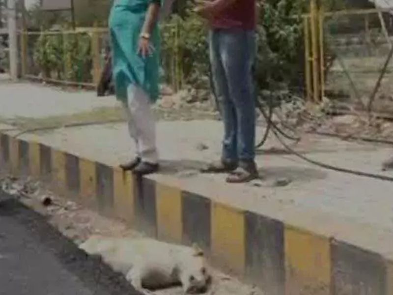 Road Built Over Dogs Body In Agra It Was Alive Allege Residents | असंवेदनशीलतेचा कळस! रस्त्याचं बांधकाम करताना कुत्र्यावर ओतलं डांबर