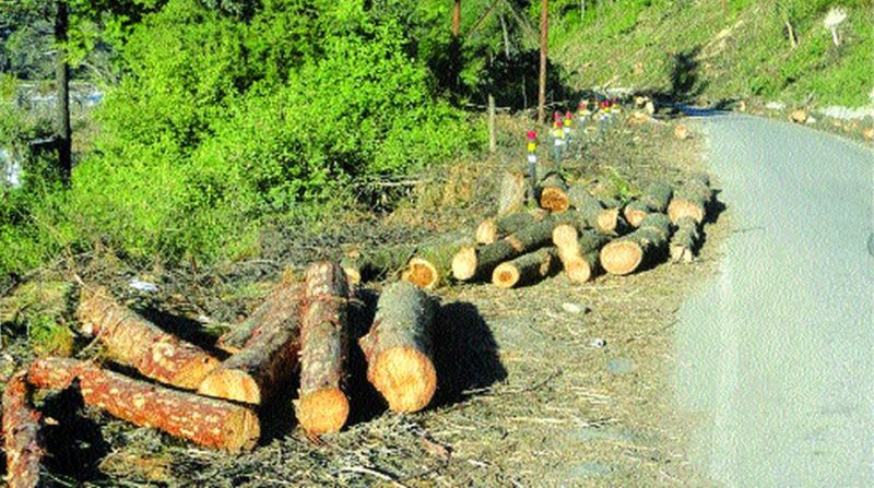24,000 trees Cutting for roads in Washim district | वाशिम जिल्ह्यात रस्त्यांसाठी दिला २४ हजार झाडांचा बळी